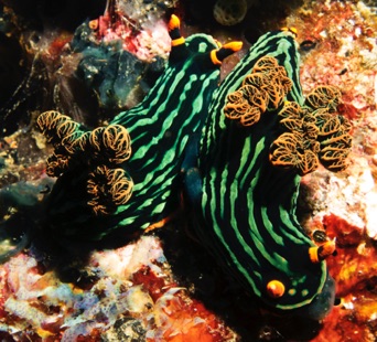 Nudibranchs